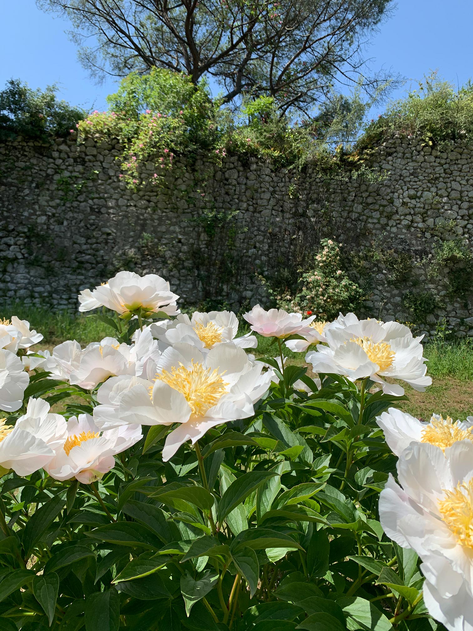Giardino di Ninfa